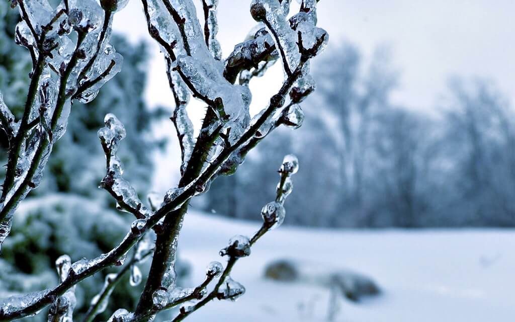 winter awakening
